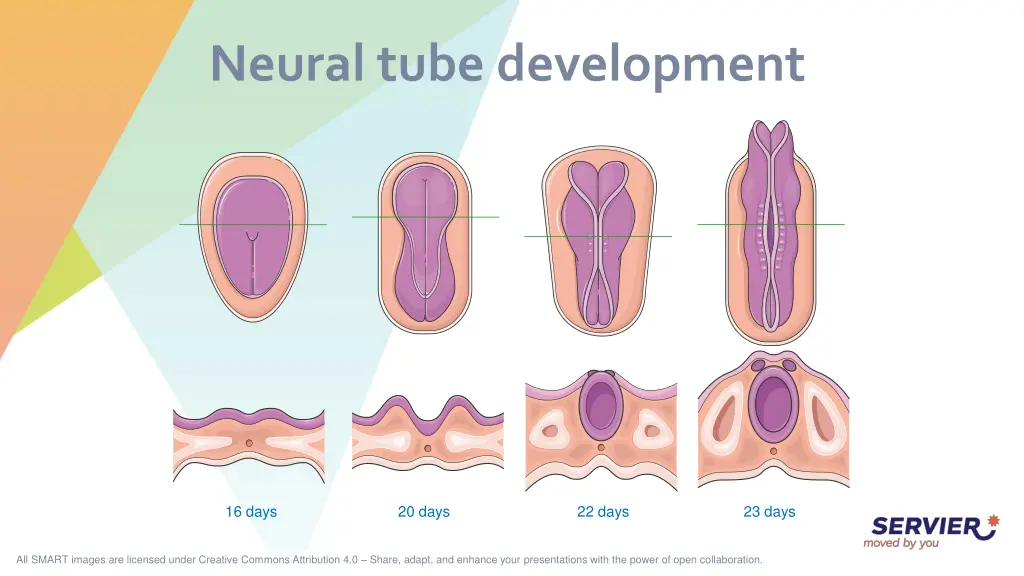neural tube development
