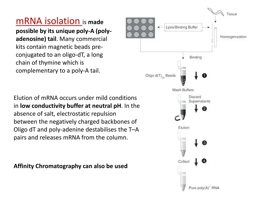 mrna isolation is made possible by its unique