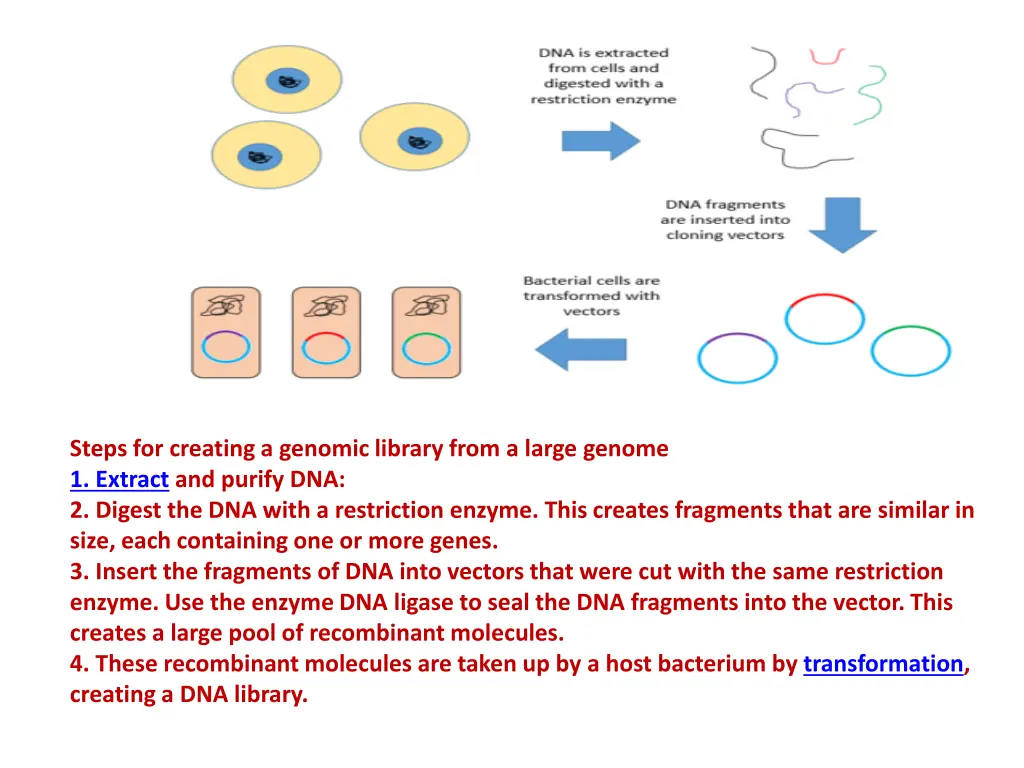 steps for creating a genomic library from a large