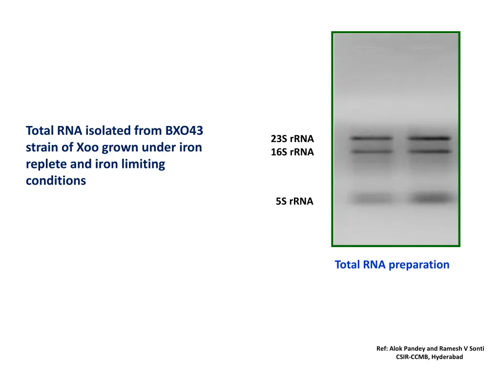 total rna isolated from bxo43 strain of xoo grown