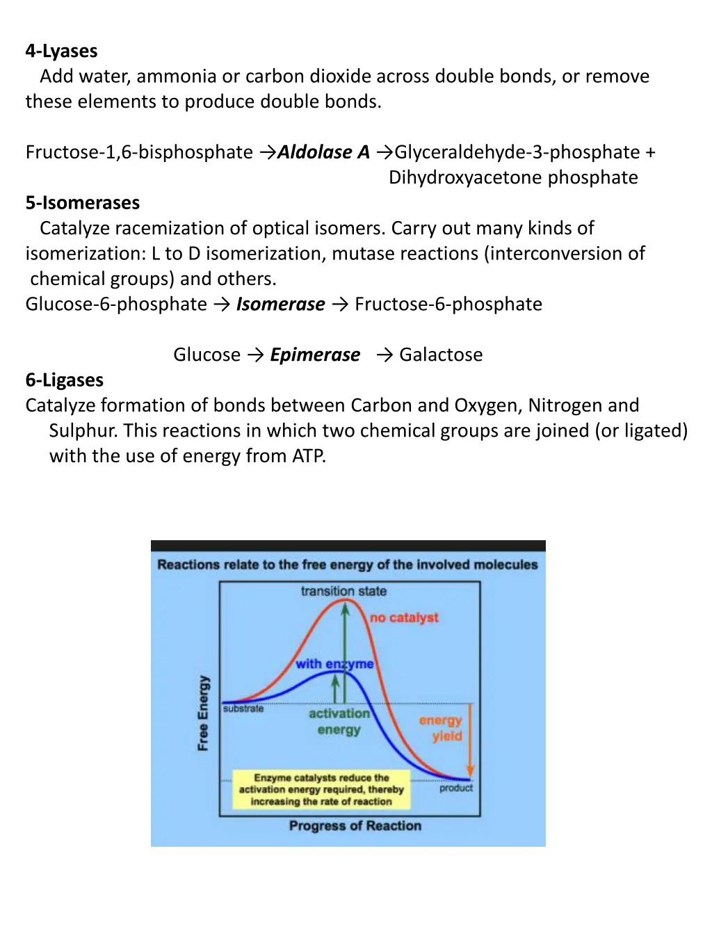 4 lyases add water ammonia or carbon dioxide
