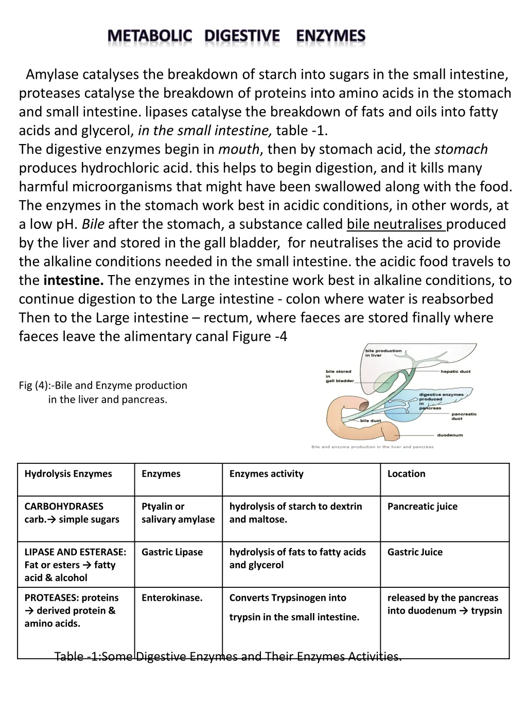 metabolic digestive enzymes