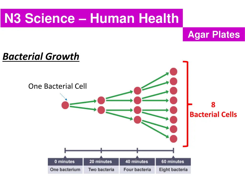 n3 science human health 4