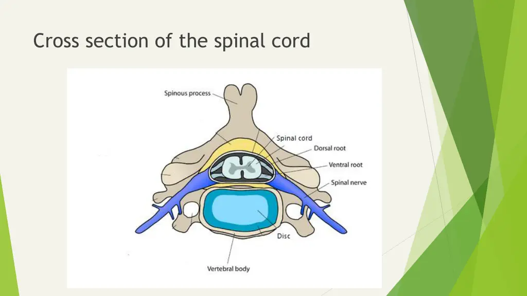 cross section of the spinal cord