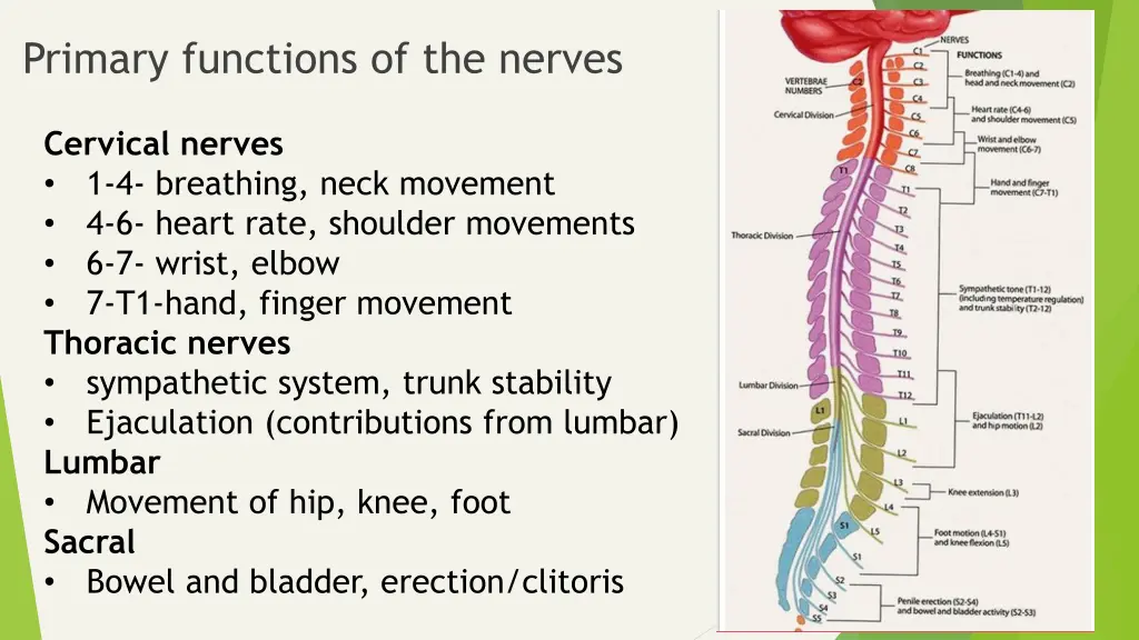 primary functions of the nerves