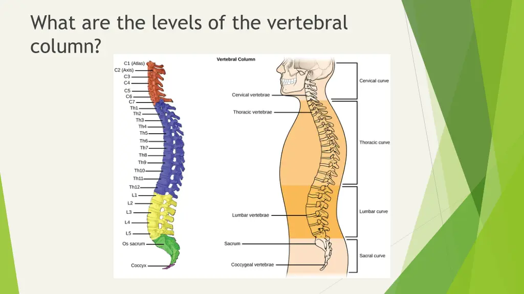 what are the levels of the vertebral column