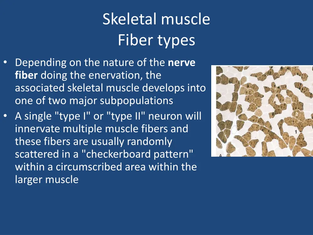 skeletal muscle fiber types