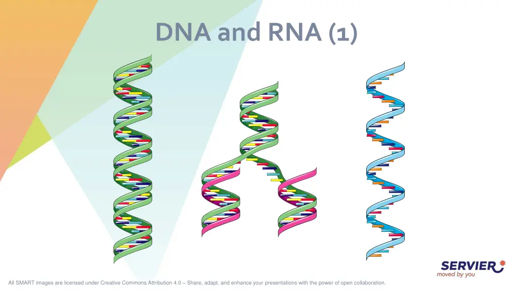 dna and rna 1