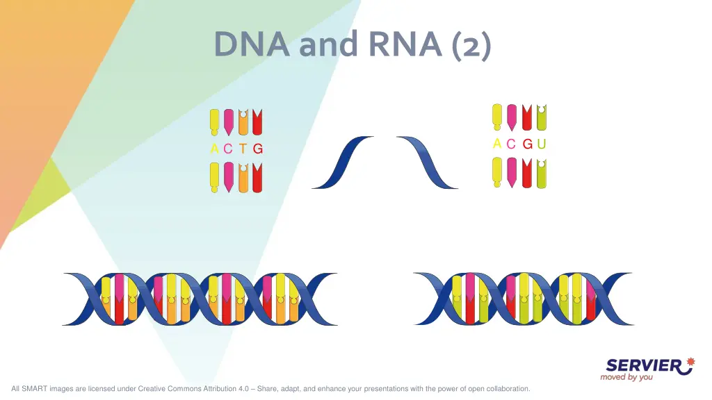 dna and rna 2