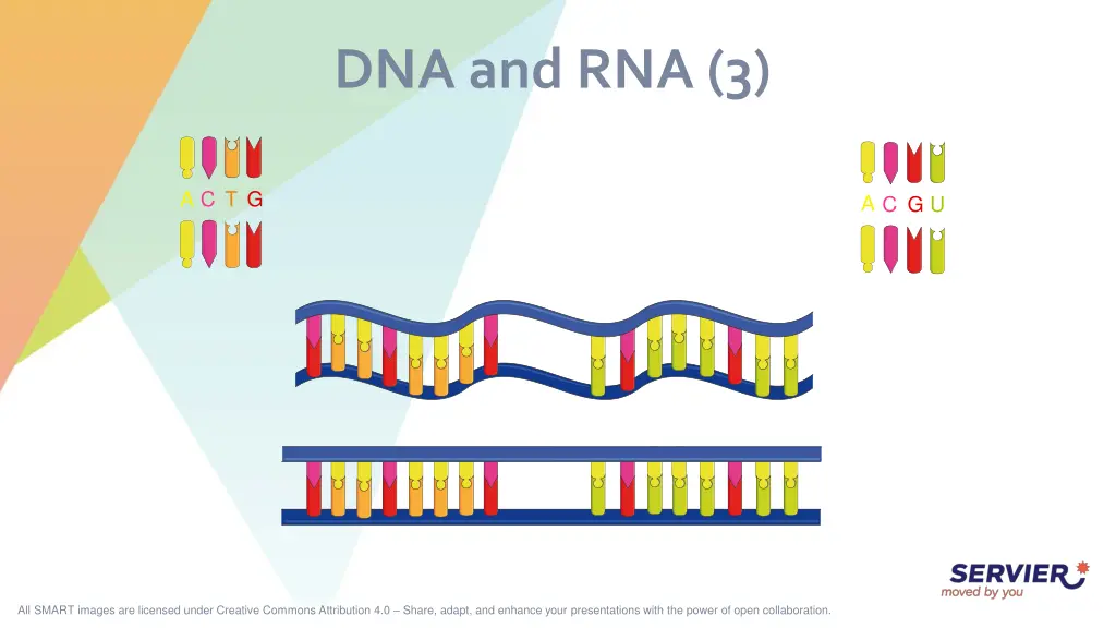 dna and rna 3