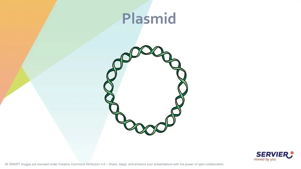 plasmid