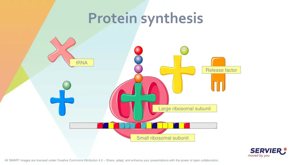 protein synthesis