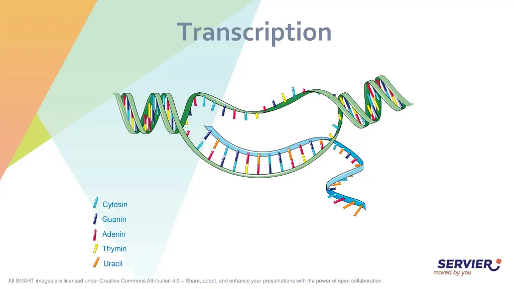 transcription