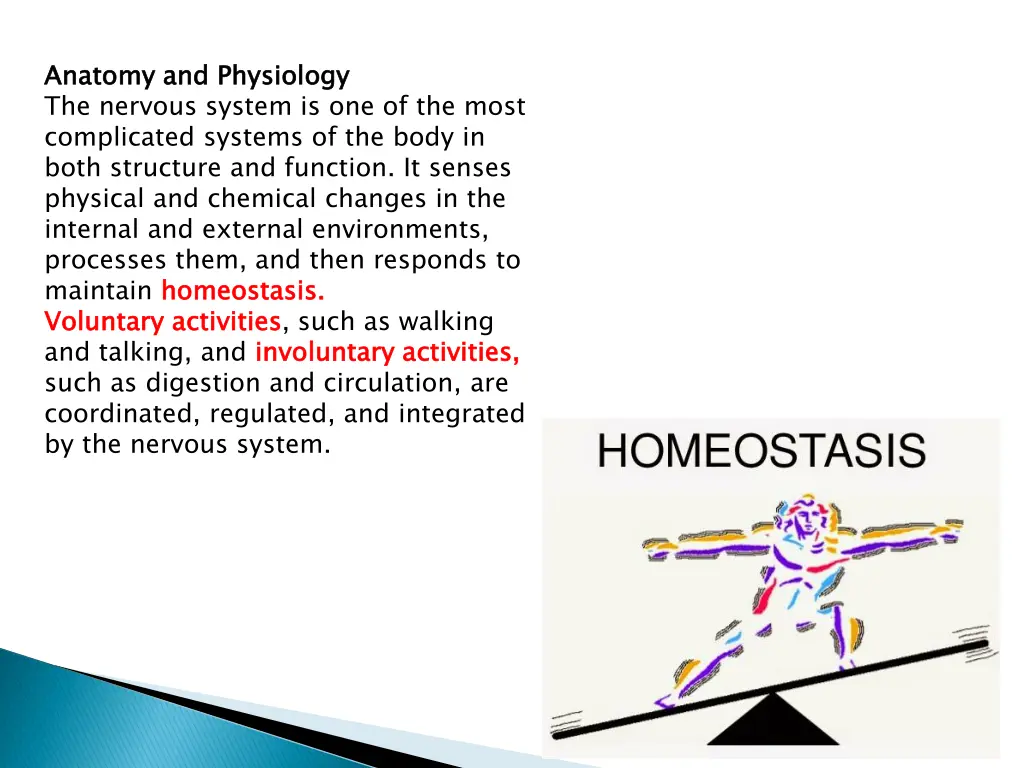 anatomy and physiology the nervous system