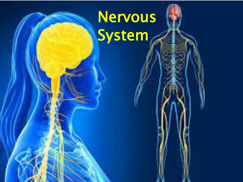 nervous system