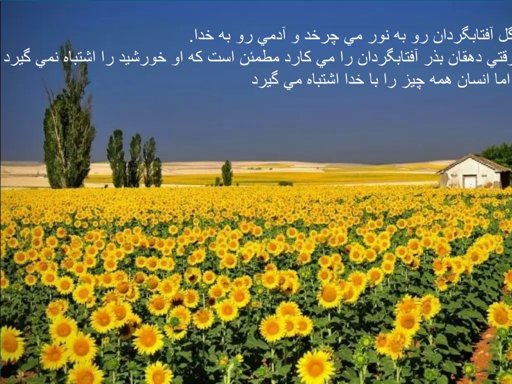 slide46