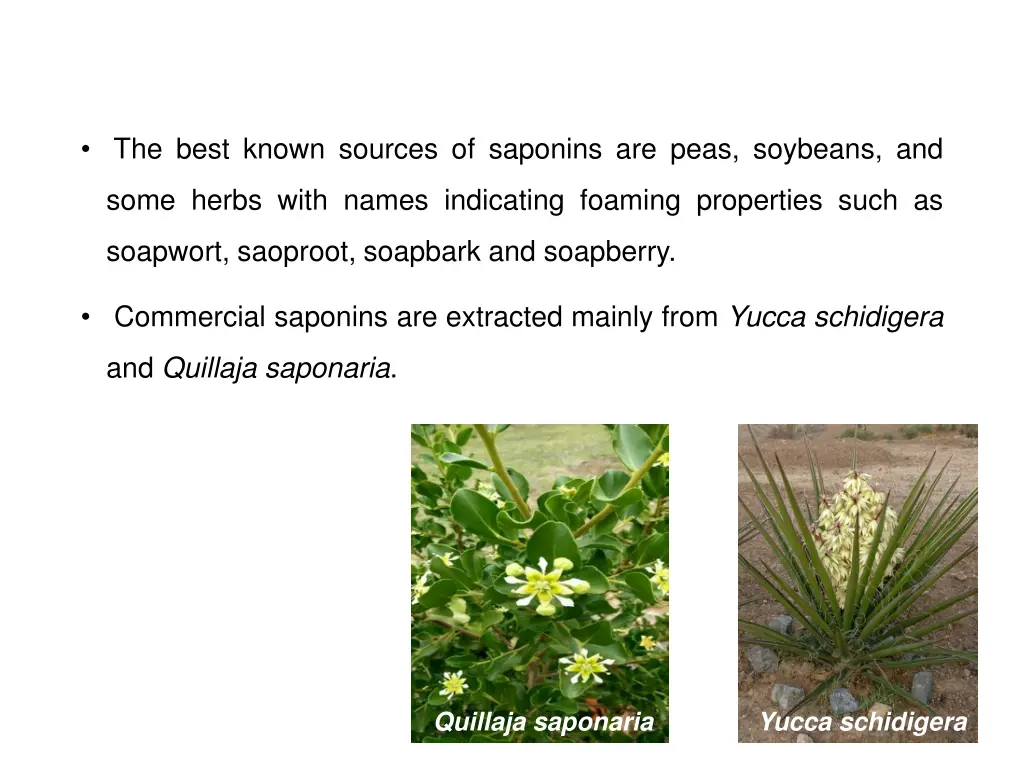 the best known sources of saponins are peas