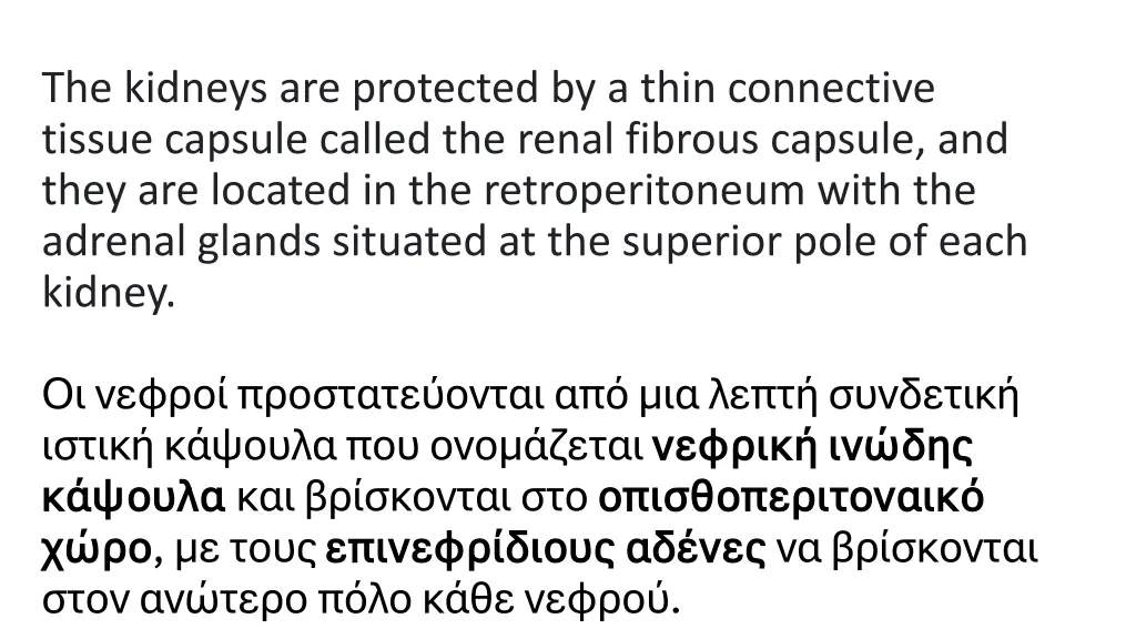 the kidneys are protected by a thin connective