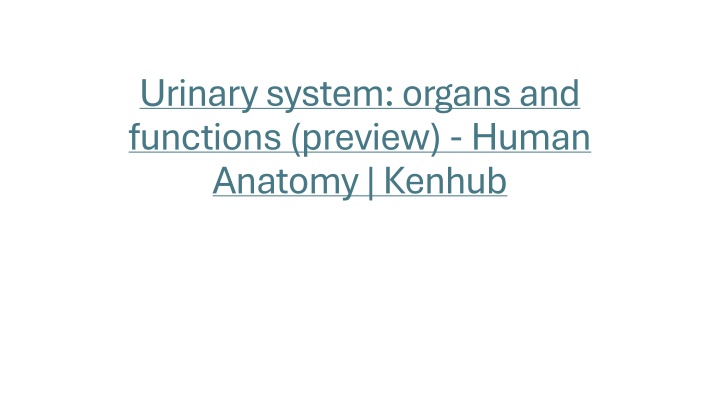 urinary system organs and functions preview human