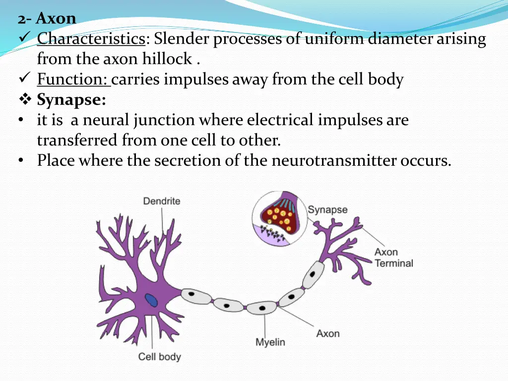 2 axon characteristics slender processes