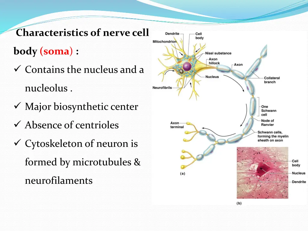 characteristics of nerve cell