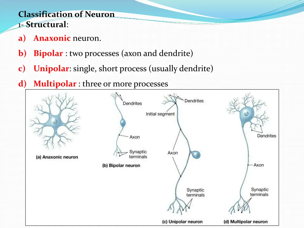 classification of neuron 1 structural