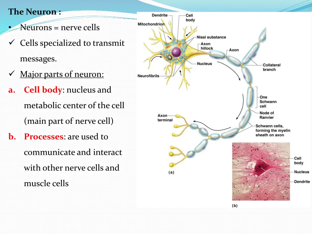 the neuron