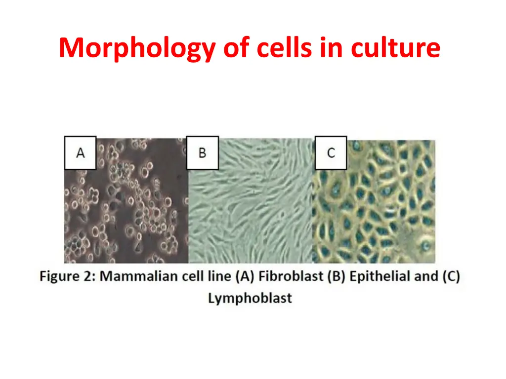 morphology of cells in culture 1