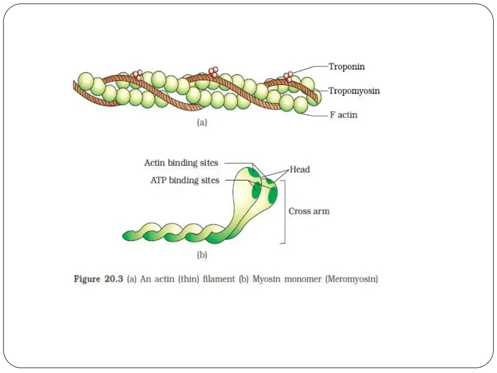 slide11