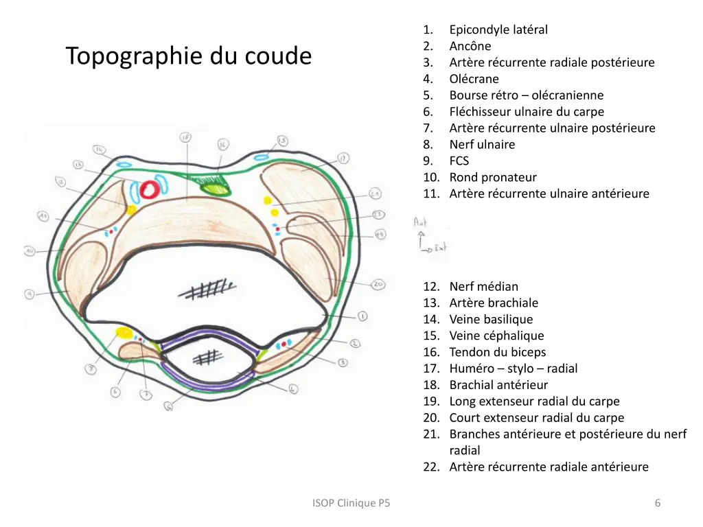1 2 3 4 5 6 7 8 9 10 rond pronateur