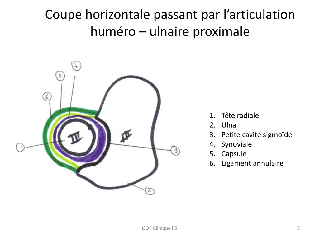 coupe horizontale passant par l articulation