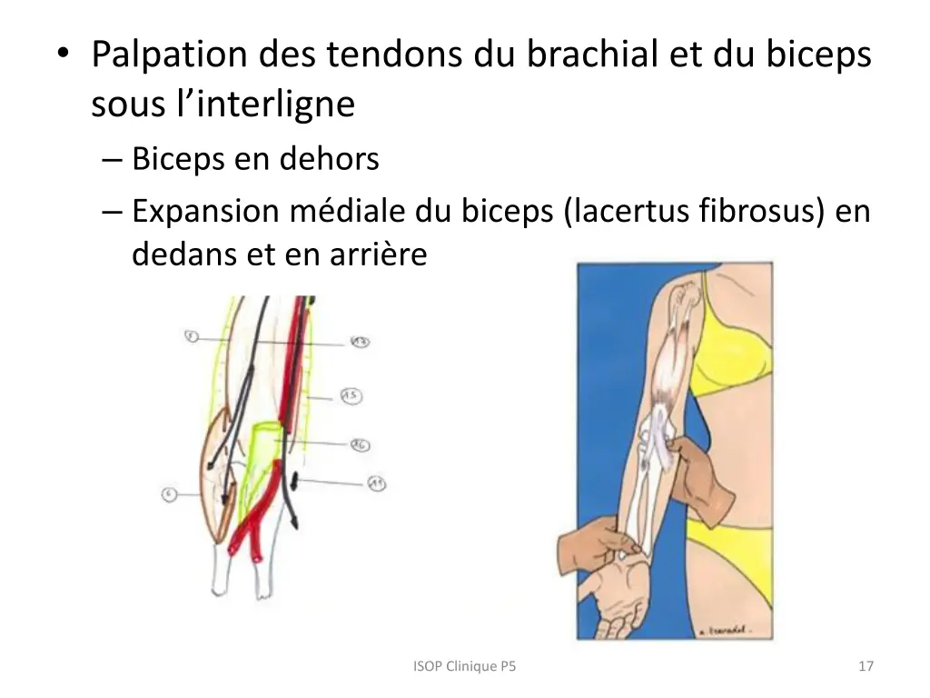 palpation des tendons du brachial et du biceps