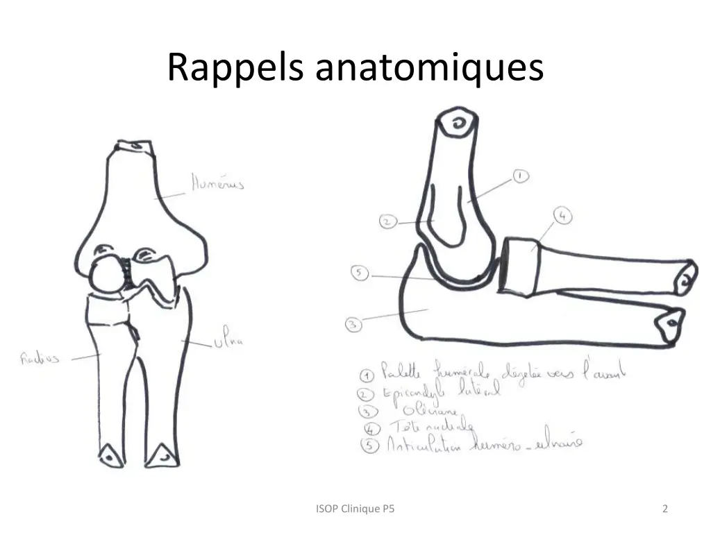 rappels anatomiques