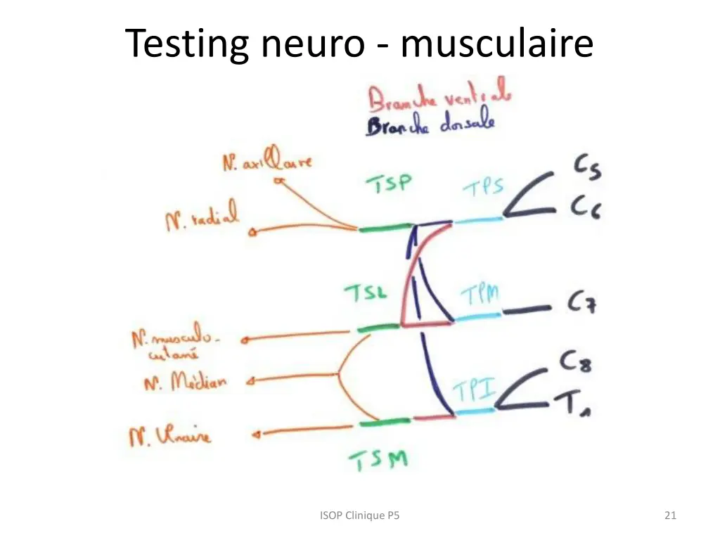 testing neuro musculaire