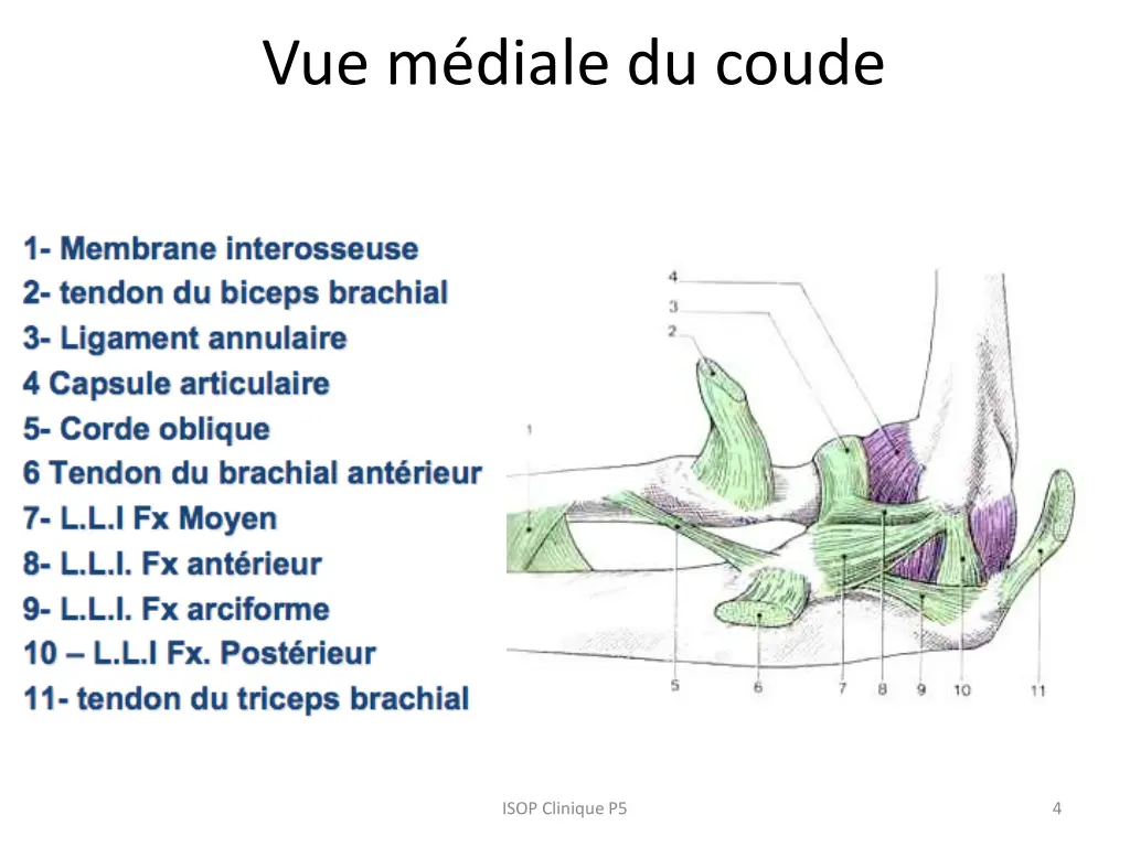 vue m diale du coude