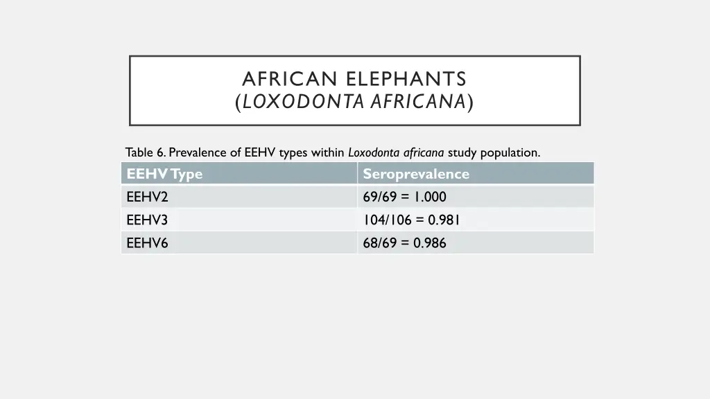 african elephants loxodonta africana