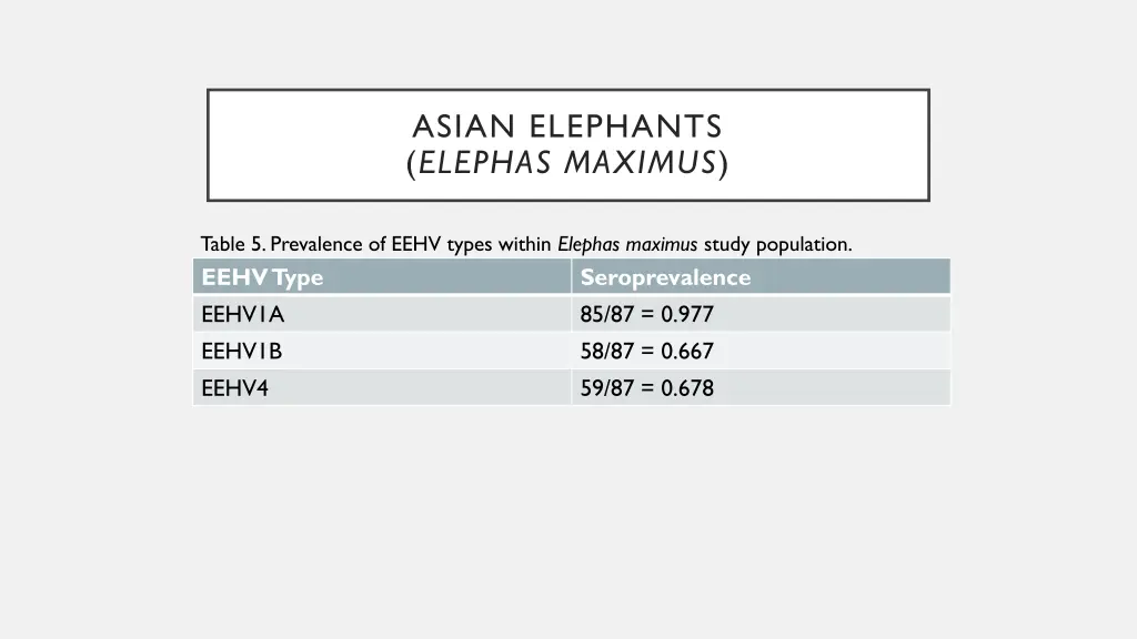 asian elephants elephas maximus