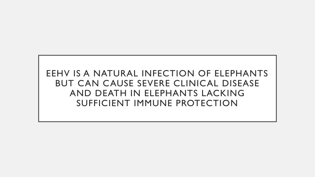 eehv is a natural infection of elephants