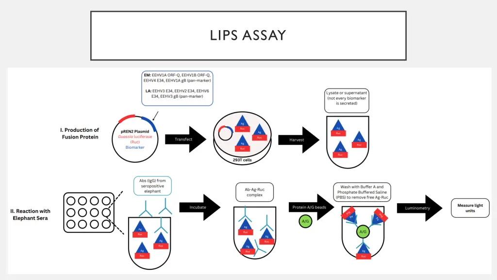 lips assay