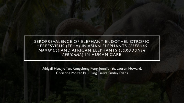 seroprevalence of elephant endotheliotropic