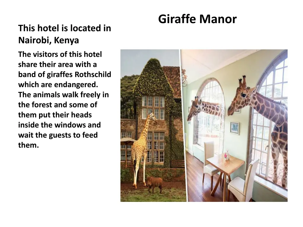 giraffe manor