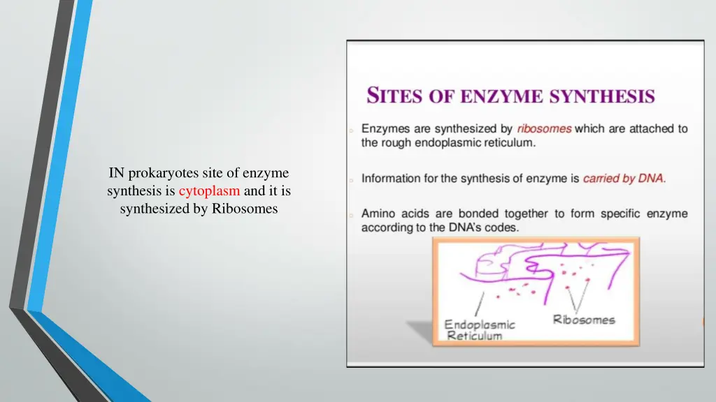 in prokaryotes site of enzyme synthesis