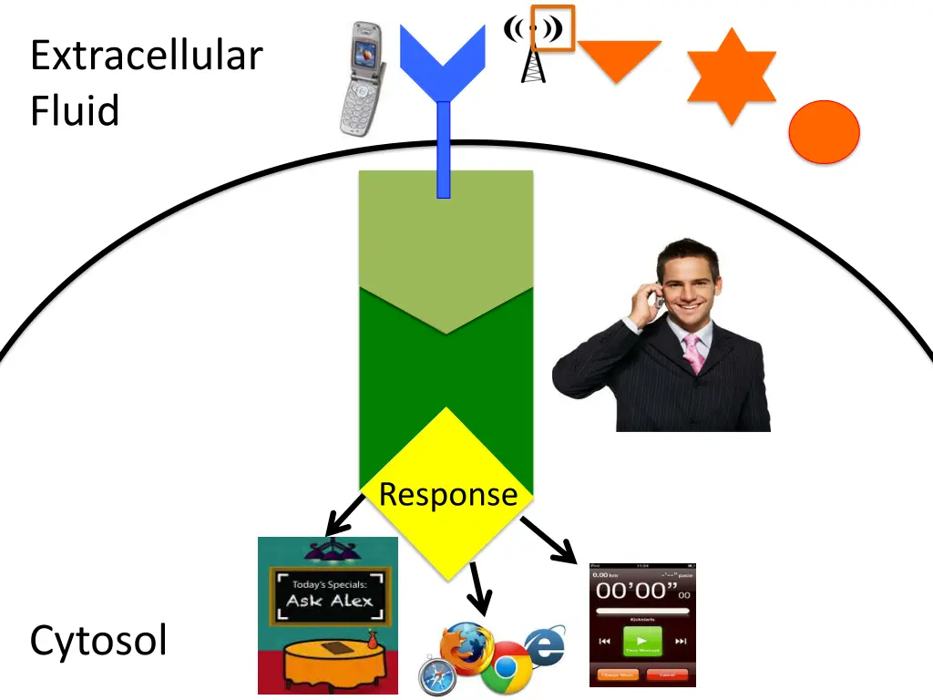 extracellular fluid 1