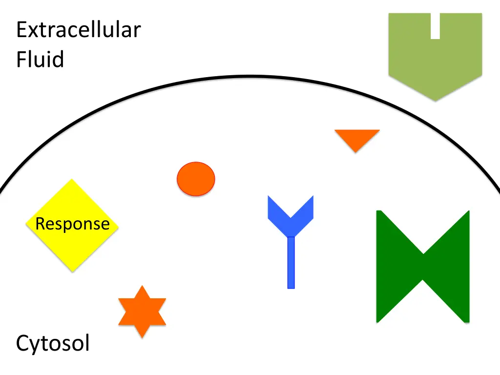 extracellular fluid