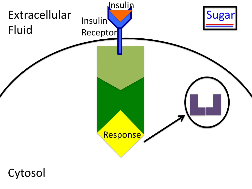 insulin 1