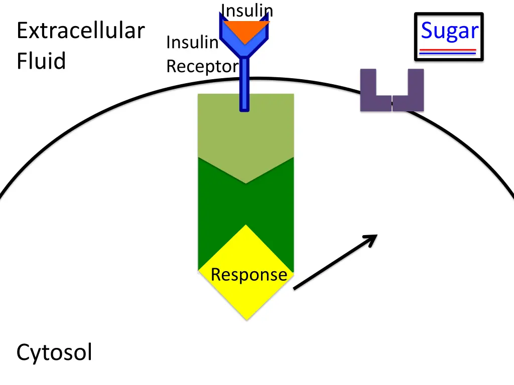 insulin 2