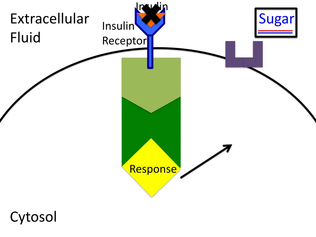 insulin 3
