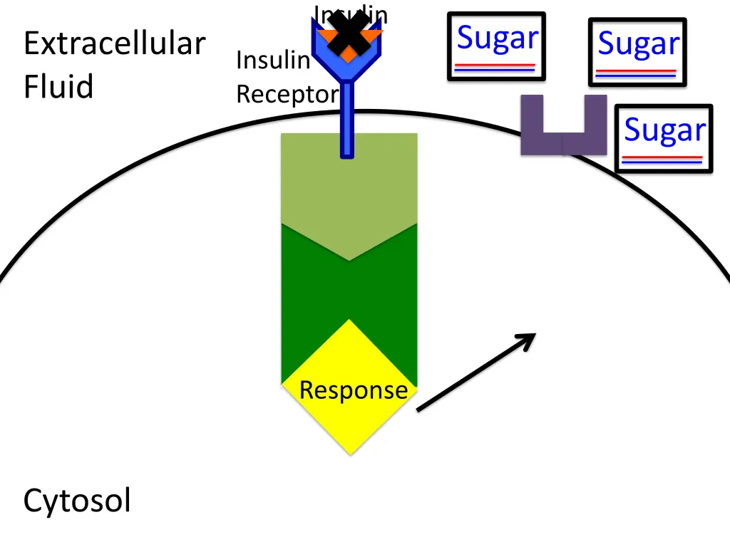 insulin 4