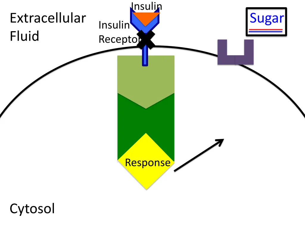 insulin 5