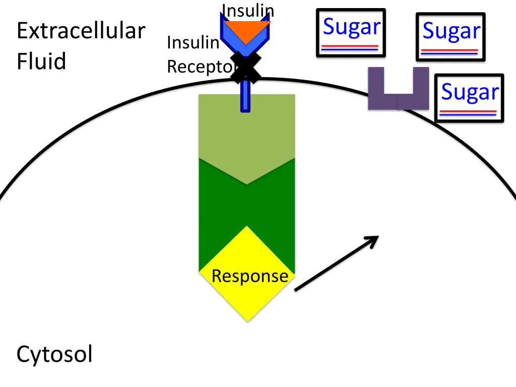 insulin 6